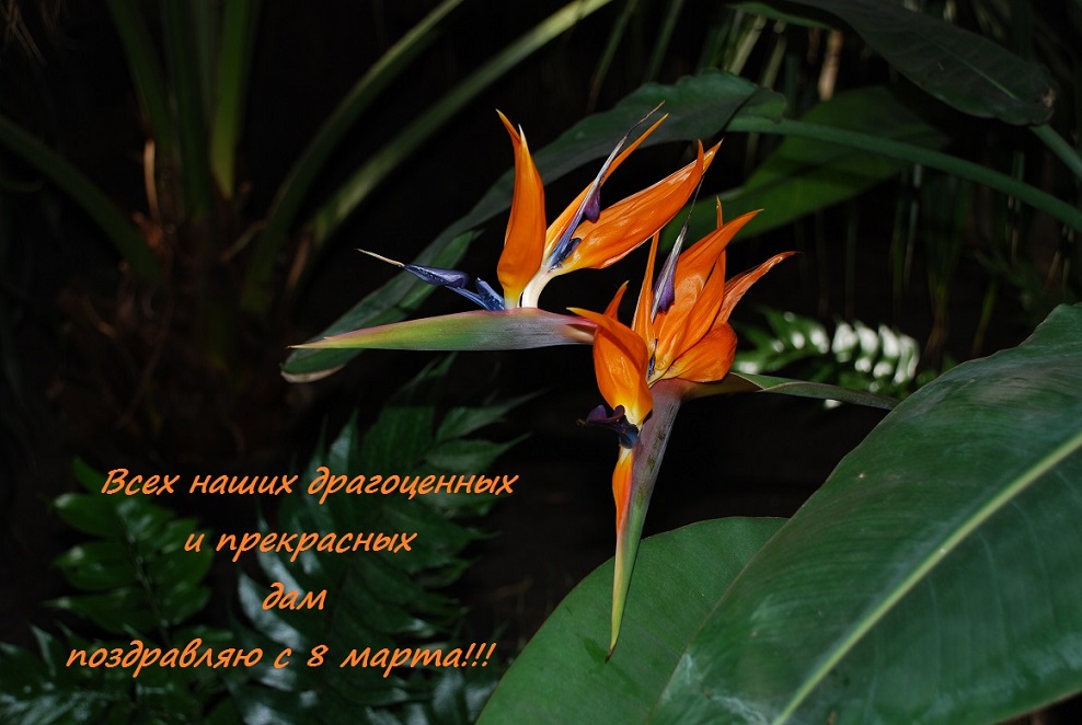 С праздником 8 марта!